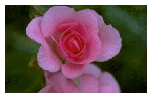 ROSA x 'Royal Edward'(AC)